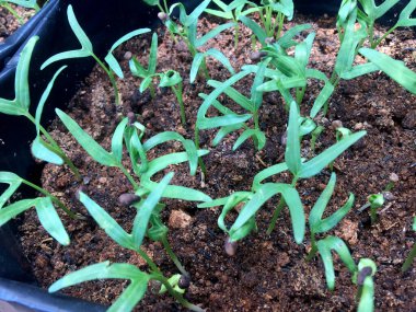 Kangkung ya da lahana yeşili ya da spincah su tohumu poliçantalarda büyümeye başlar.