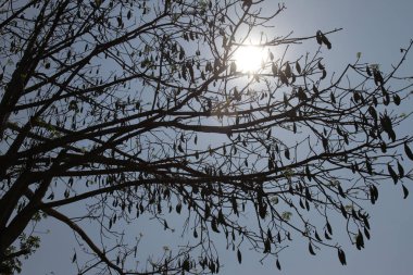Kapuk randu ya da Kapok (Ceiba pentandra), Malvales ve Malvaceae familyasına ait bir tropikal ağaçtır. Bu ağaç ayrıca Java pamuğu, Kapuk Jawa ya da ipek pamuk ağacı olarak da bilinir.