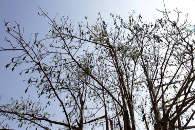 Kapuk randu ya da Kapok (Ceiba pentandra), Malvales ve Malvaceae familyasına ait tropikal bir ağaçtır. Bu ağaç ayrıca Java pamuğu, Kapuk Jawa ya da ipek pamuk ağacı olarak da bilinir.