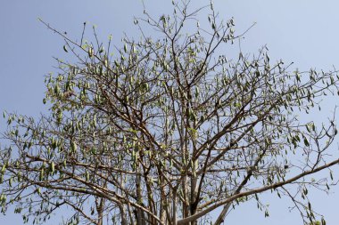 Kapuk randu ya da Kapok (Ceiba pentandra), Malvales ve Malvaceae familyasına ait tropikal bir ağaçtır. Bu bitki Kuzey Güney Amerika, Orta Amerika ve Karayipler 'den geliyor. Bu ağaç Java pamuğu ya da Kapuk J olarak da bilinir.