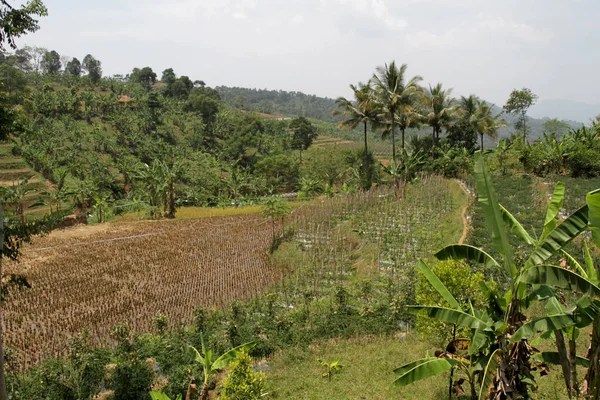 Погляд Поля Районі Сукавангі Богор Індонезія Які Садять Різними Видами — стокове фото