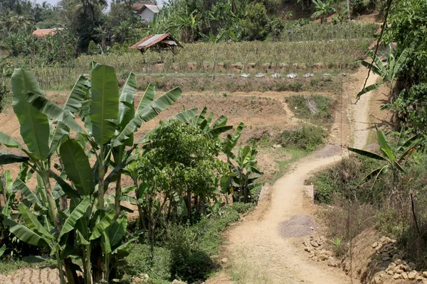 인도네시아의 지역의 들판을 십시오 그곳에는 바나나 옥수수 칠리와 식물들이 있습니다 — 스톡 사진