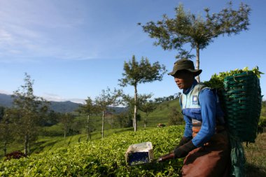 Çiftçi çay yaprağı topluyor. Sabah güneşi Endonezya, Pangalengan, Batı Java 'daki Malabar çay tarlasında parlıyor. 22 Kasım 2013. Tepelerdeki çay tarlaları