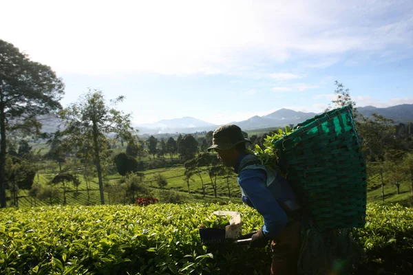 Фермери Збирають Чайне Листя Ранкове Сонце Світить Плантації Чаю Малабарі — стокове фото