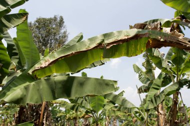 Muz ağacı bahçesi. Muz yaprakları. Köyün etrafındaki muz ağaçları. Muz tarlaları