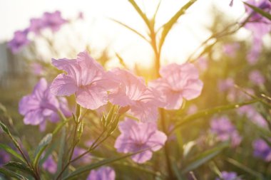 Ruellia tüberosa çiçeği doğa bahçesinde