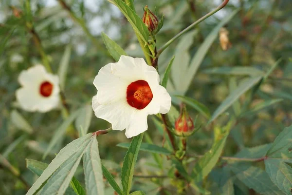 kırmızı ambar sabdariffa çiçeği doğa bahçesinde