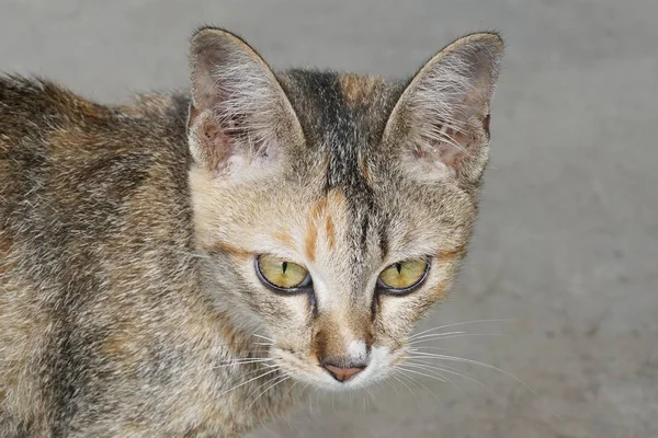 Söt Tabby Katt Landet Thailand — Stockfoto