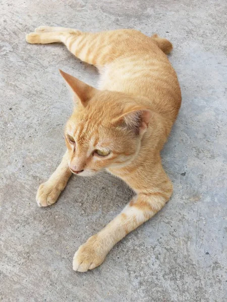 Kucing Kuning Lucu Tanah — Stok Foto