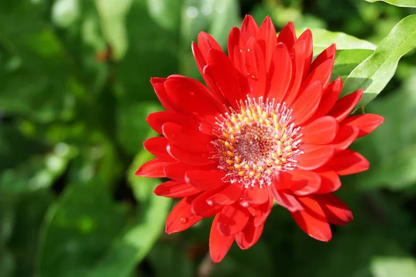 Rosso Gerbera Fiore Nel Giardino Naturale — Foto Stock