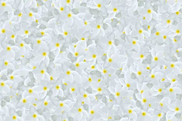 Weiß Plumeria Blume Muster Hintergrund — Stockfoto
