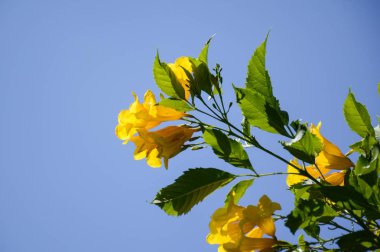 Doğa doğa Bahçe Bahçe çiçek sarı Tecoma stans çiçek