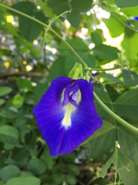 Mavi Klitorya Doğa Bahçesinde Ternatif Çiçek