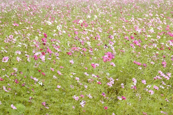 Pink Cosmos Bipinnatus Flower Nature Garden — Stock Photo, Image