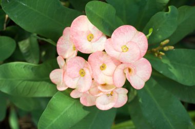 Sarı Tecoma, doğa bahçesinde çiçek açıyor.