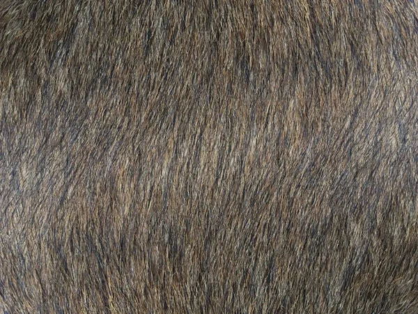 Dog Fur Texture Background — Stock Photo, Image