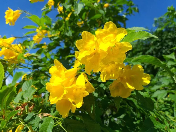 Amarelo Tecoma Stans Flor Jardim Natureza — Fotografia de Stock