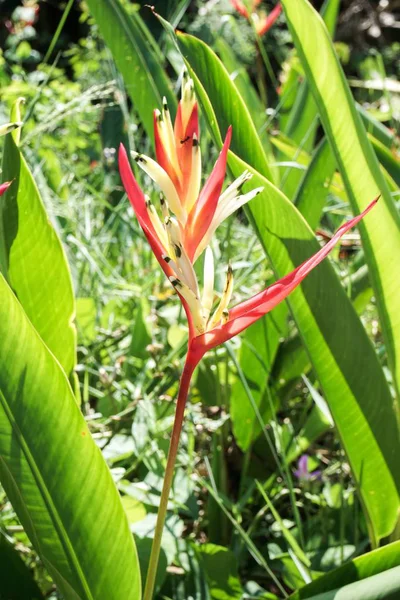 Flor Helicônia Jardim Natureza — Fotografia de Stock