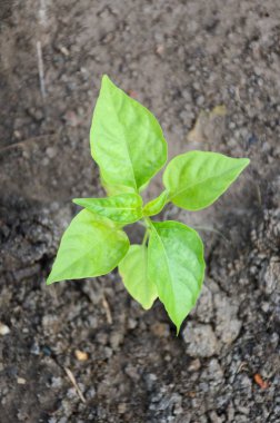 Doğa bahçesinde taze yeşil acı biber ağacı