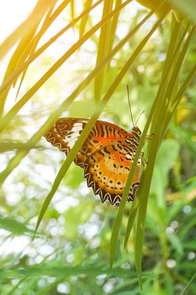 Cerrar Hermosa Mariposa Hoja Verde —  Fotos de Stock