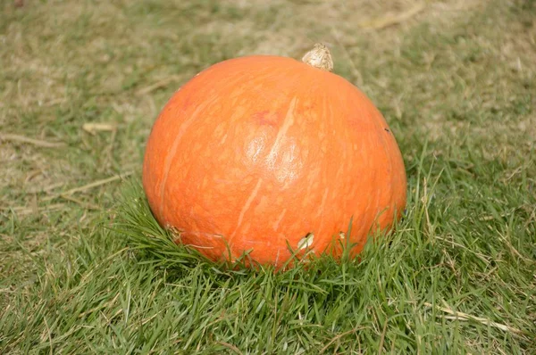 Fruta Madura Calabaza Sobre Hierba Verde — Foto de Stock