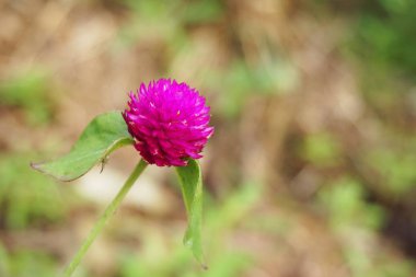 pembe dünya Mor Çiçek Doğa Bahçe