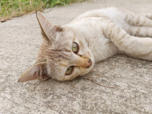 Primer Plano Lindo Gato Cemento Piso —  Fotos de Stock