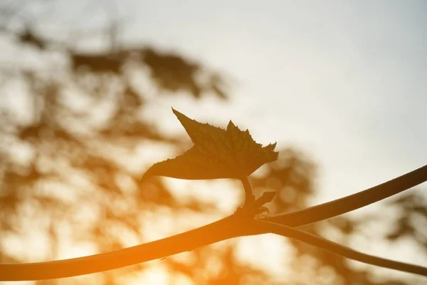 天然花园中的蛇葫芦叶和阳光 — 图库照片