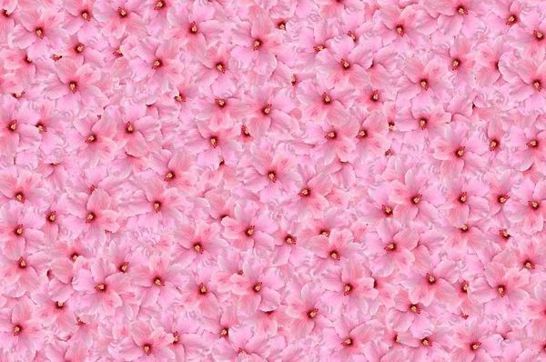 Rosa Hibiscus Syriacus Blütenmuster Hintergrund — Stockfoto