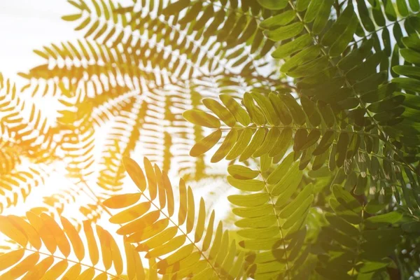 Leucaena Glauca Leaf Sunlight Nature Garden — Stock Photo, Image