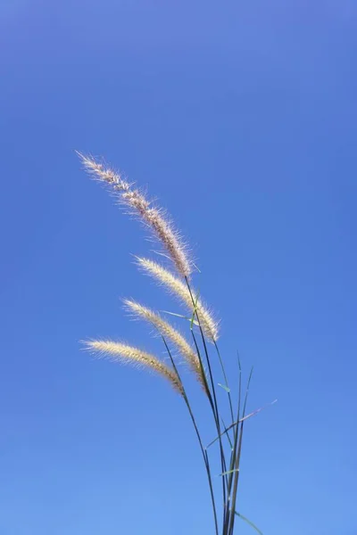 Pennisetum Pedicellatum Flower Nature Garden — Stock Photo, Image