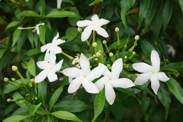 Jardin Blanc Jasminoides Fleur Dans Nature Jardin — Photo