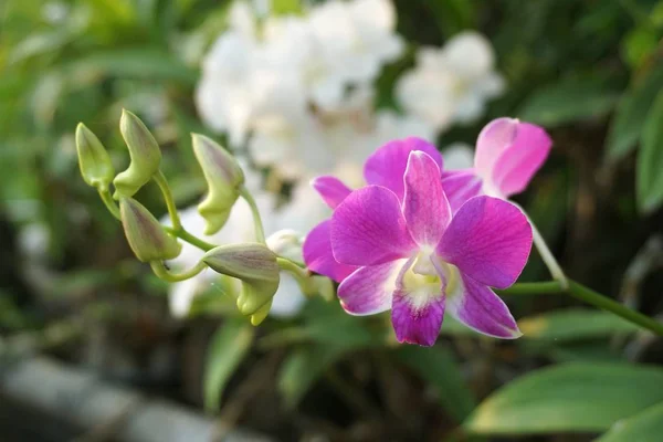 Orchidej Květiny Zahradě Přírody — Stock fotografie