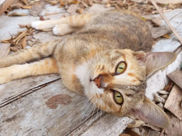 Söt Katt Trägolv — Stockfoto