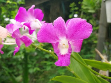 Doğa bahçesinde orkide çiçeği