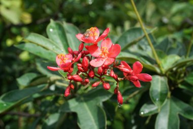 Doğa bahçesinde Jatropha integerrima çiçeği