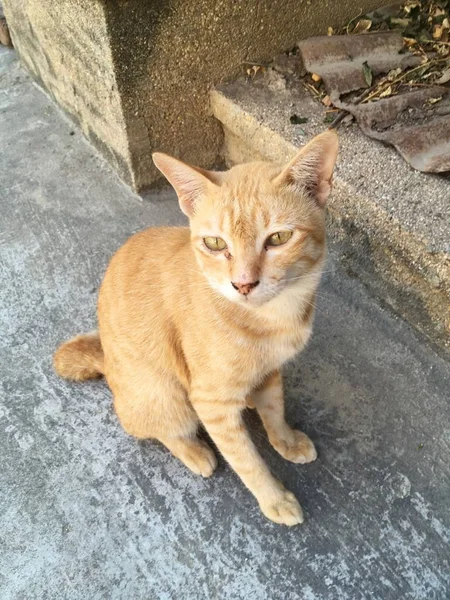 Kucing Kuning Lucu Tanah — Stok Foto