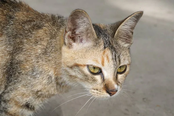 Kucing Lucu Negara Thailand — Stok Foto