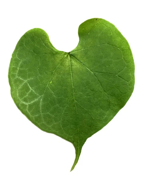Fresh Green Ivy Leaves White Background — Stock Photo, Image