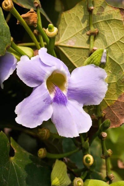 Thunbergia Laurifolia Fiore Nel Giardino Naturale — Foto Stock