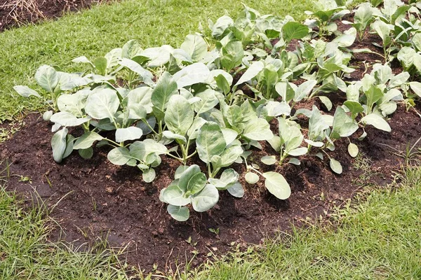 Frische Grüne Brassica Alboglabra Pflanze Naturgarten — Stockfoto