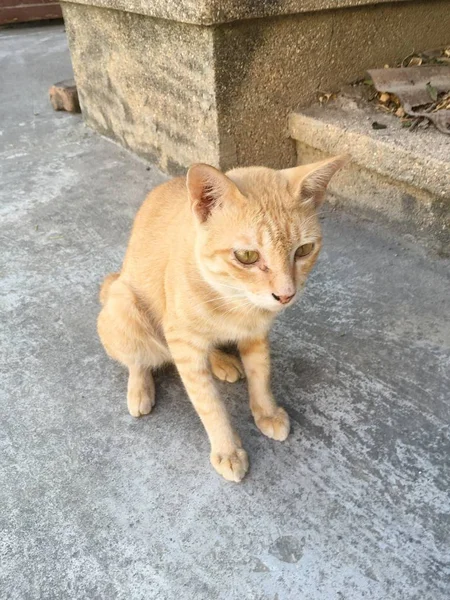 Lindo Gato Amarillo Suelo — Foto de Stock