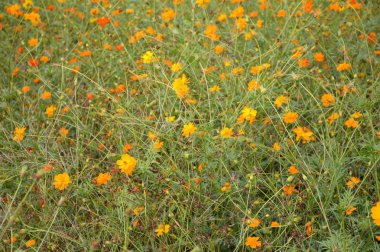 sarı kozmos sülfür çiçeği doğa bahçesinde
