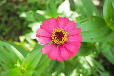 Pembe zinnia zarif çiçekleri doğa bahçesinde