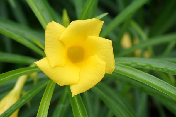 Gelbe Cascabela Thevetia Blume Naturgarten — Stockfoto