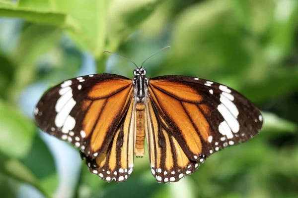 Hermosa Mariposa Sobre Hojas Verdes Jardín Natural —  Fotos de Stock