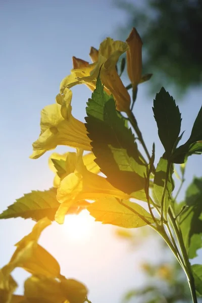 自然界花园中的黄色菊花 — 图库照片