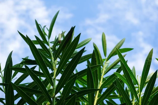 自然花园的新鲜绿色油菜树 — 图库照片