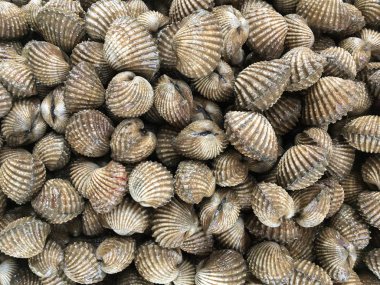 taze anadara granosa ham pazarında kapatın