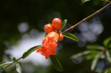 Punica granatum çiçeği doğa bahçesinde